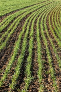 Sprouting winter wheat