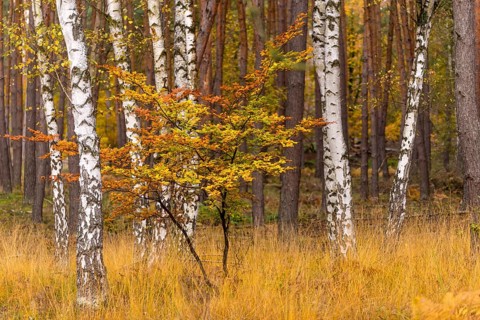 Autumn atmosphere in the forest with beech