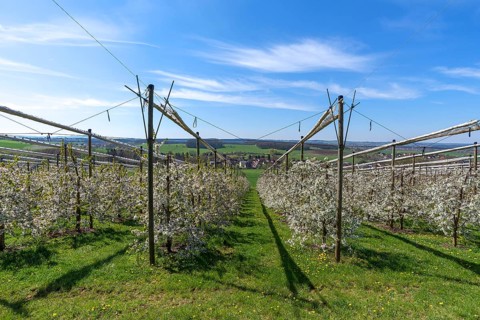 Blossoming wild cherry