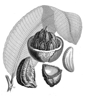 Brazil nut