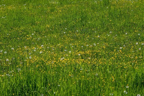 Meadow