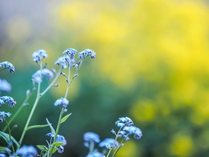Wood forget-me-not