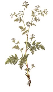 Spanischer Kerbel