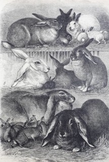 Rabbits and hares