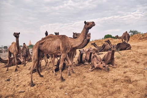 Camels at Pushkar Mela Pushkar Camel Fair famous tourist attraction in Pushkar