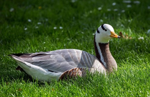Bar-headed goose