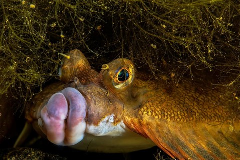 European plaice