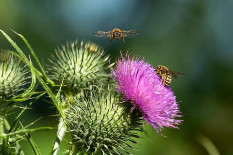 Sweat bee