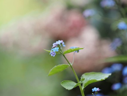Wood forget-me-not