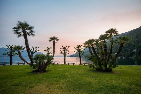 Palm trees on the lakeshore