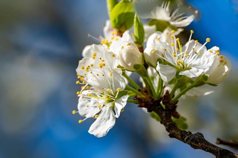 Blossoms of a sour cherry