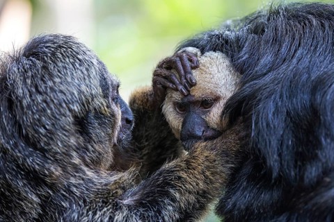 White-faced saki