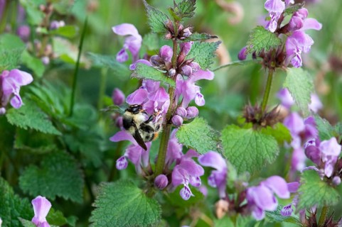Shrill carder bee