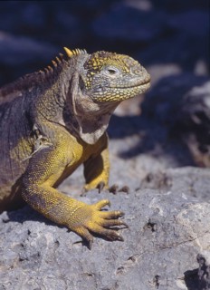 Galapagos-Leguan