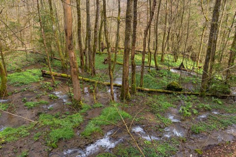 Spring water in a forest area