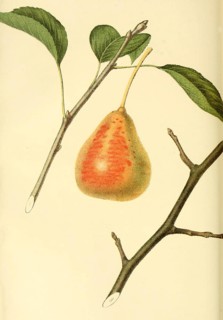 Birne der Sorte the Tyson Pear