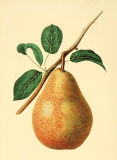 Birne der Sorte Dix Pear