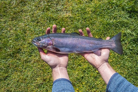 Hands holding a caught trout