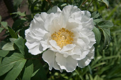 Tree peony
