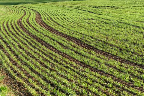 Sprouting winter wheat