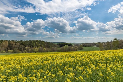 Rape field in spring landscape with cloudy sky