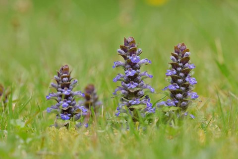Blue bugle