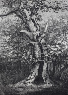 Holm oak in the Hasbruck