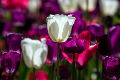 Flowering tulips