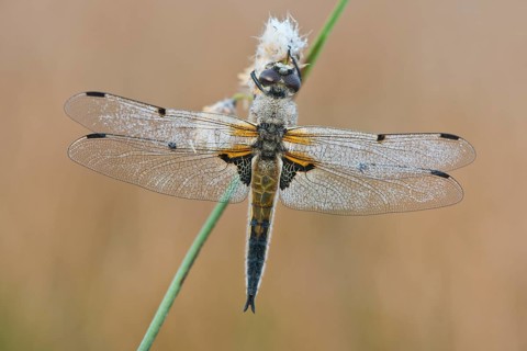 Four-spotted chaser