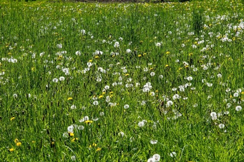 Meadow