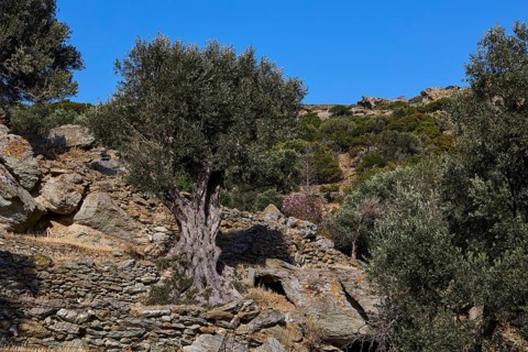 Gnarled olive trees
