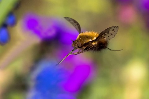 Spotted woolly hawk moth