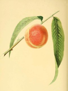 Pfirsich der Sorte the Early York Peach