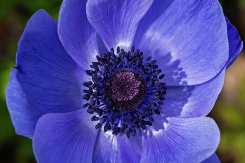 Flower of a blue anemone