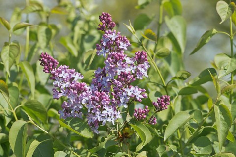 Common lilac
