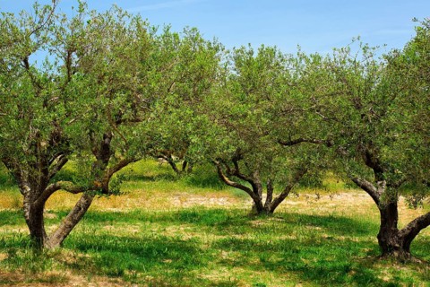 Olive trees