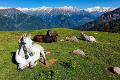 Horses grazing in Himalayas mountains. Himachal Pradesh