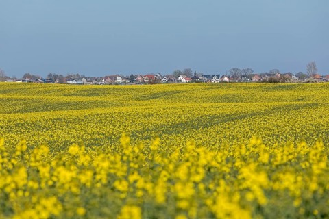 Rape field in front of Maasholm