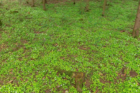 Flowering wood sorrel