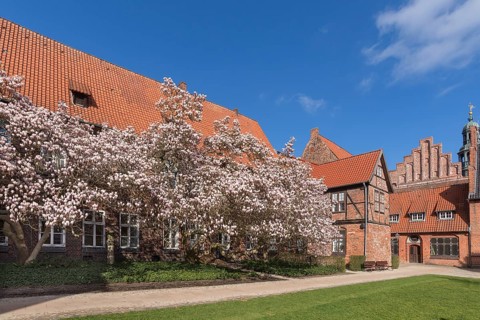 Flowering magnolias