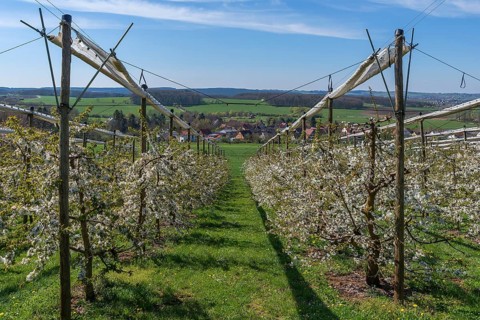 Blossoming wild cherry
