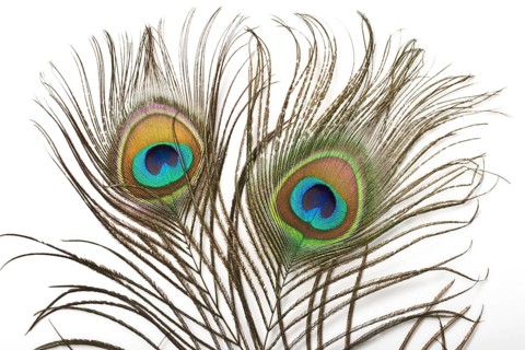 Peacock plume close up