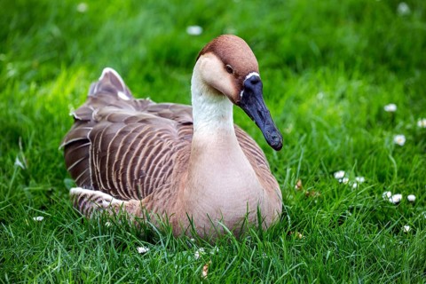 Swan goose