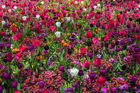 Field with flowering tulips