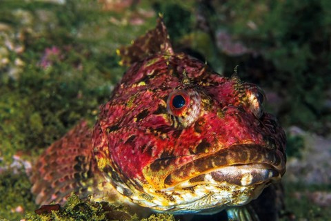 Red sea raven