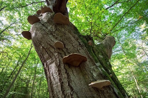 Tinder fungus