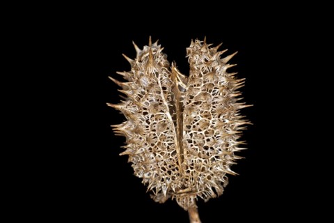 Dried cover of a jimson weed