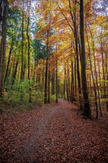 Path through autumnal forest