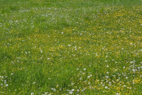 Meadow