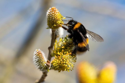 Large earth bumblebee